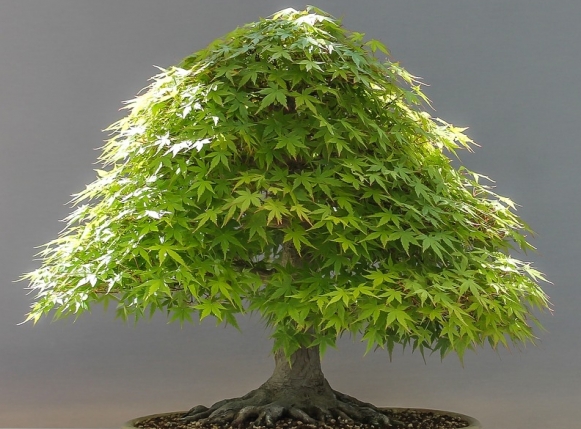 Bonsai 2013