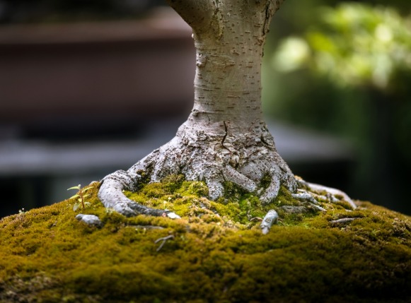 Bonsai